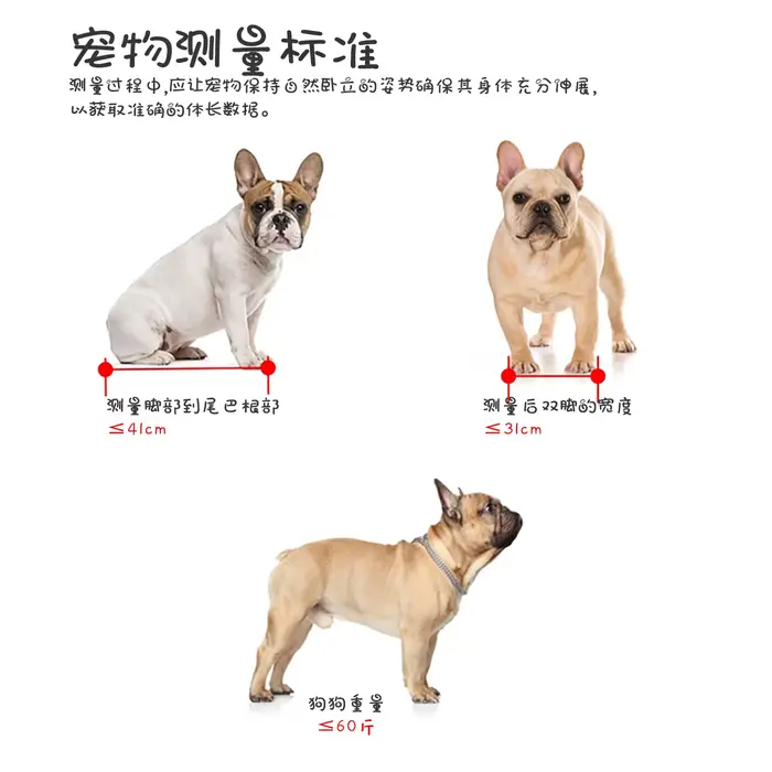 Panier de transport pour chien pour voiture électrique, siège pour animaux de compagnie, cage pour chien pour siège arrière de vélo