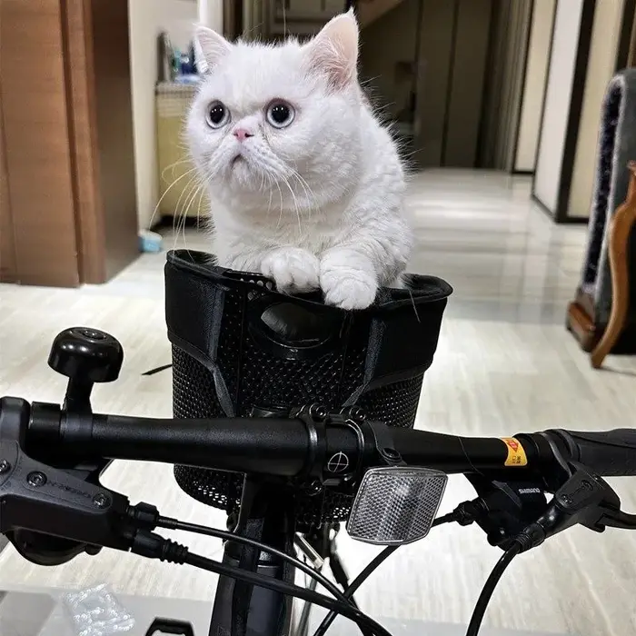 Panier de vélo pliable et détachable pour animaux de compagnie